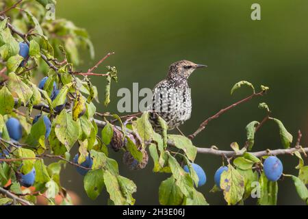 Étoiles communes (Sturnus vulgaris), perchées sur un prunier aux fruits mûrs, Allemagne Banque D'Images