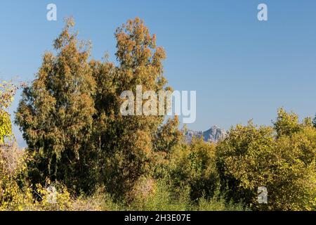 Eucalyptus de Longbeak, gomme rouge de rivière, gomme rouge de rivière (Eucalyptus camaldulensis), Groupe d'eucalyptus de Longbeak pour la déshydratation avec le Taurus occidental Banque D'Images