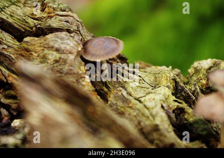 Champignons poussant à partir d'un arbre sur un tronc.Saison d'automne.Champignons sur une souche d'arbre.La nature forestière européenne à l'automne, concept environnemental. Banque D'Images