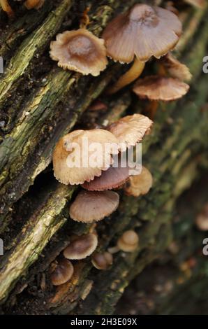 Champignons poussant à partir d'un arbre sur un tronc.Saison d'automne.Champignons sur une souche d'arbre.La nature forestière européenne à l'automne, concept environnemental. Banque D'Images