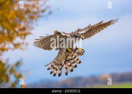 perfaucon du nord (Accipiter gentilis), débarquement, fauconnerie, Allemagne Banque D'Images