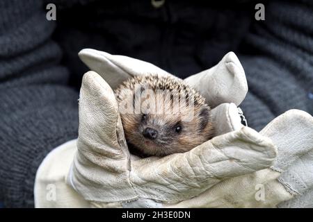 Hérisson occidental, hérisson européen (erinaceus europaeus), dans les mains gantées, sauvetage d'animaux, Allemagne Banque D'Images