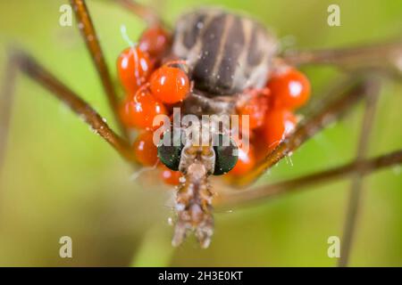 Chou crânien, brun padaddy-long-jambes (Tipula oleracea), gros plan avec des acariens, Allemagne Banque D'Images