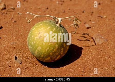 Pomme amère, colocynth (Citrullus colocynthis), fruit situé dans l'arrière-pays, Australie Banque D'Images