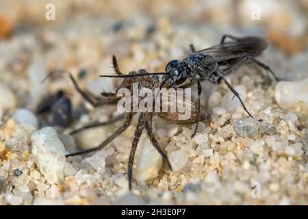 Pompilides, guêpes de chasse à l'araignée, guêpes d'araignée (Pompilidae (Psammocharidae)), guêpes d'araignée attrapé une araignée et paralysée pour le transport, Allemagne Banque D'Images