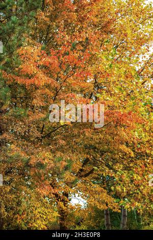 Charme commun, charme européen (Carpinus betulus), arbres aux couleurs automnales avec charme au milieu, Allemagne Banque D'Images