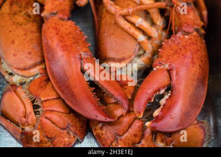 un homard rouge frais et cuit Banque D'Images