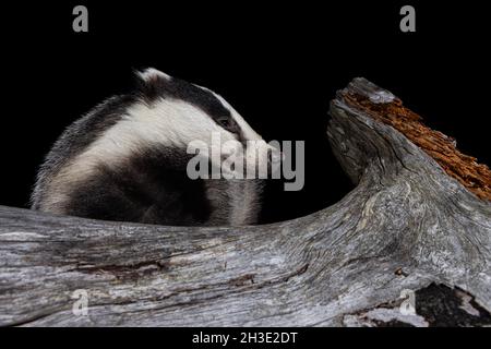 Badger à la recherche de nourriture en automne. Banque D'Images