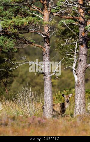 Red Deer arrière qui se trouve sous un arbre dans les Highlands écossais. Banque D'Images