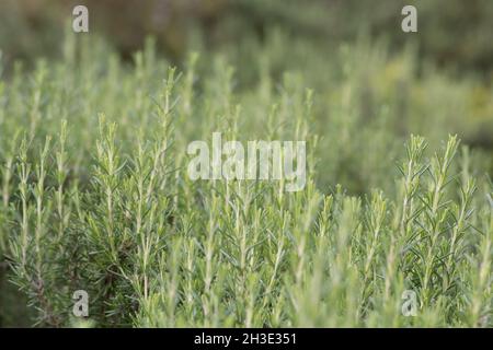 Gros plan de Salvia rosmarinus, communément appelé Rosemary, un arbuste aux feuilles odorantes, à feuilles persistantes, ressemblant à des aiguilles, originaire de la région méditerranéenne Banque D'Images