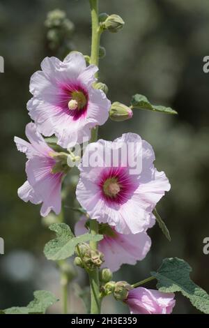 Fleur de l'Alcea setosa, une plante ornementale de la famille des Malvaceae, originaire du Levant Banque D'Images