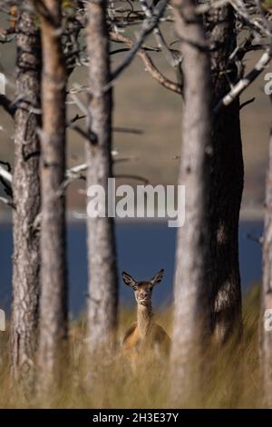 Red Deer arrière qui se trouve sous un arbre dans les Highlands écossais. Banque D'Images