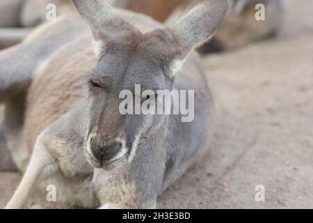 Portrait d'un kangourou gris de l'est (Macropus giganteus), reposant sur le sol Banque D'Images