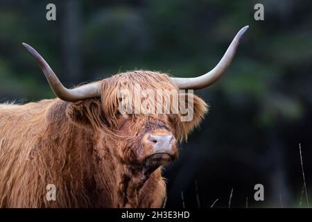 Bovins des Highlands dans les Highlands d'Écosse. Banque D'Images