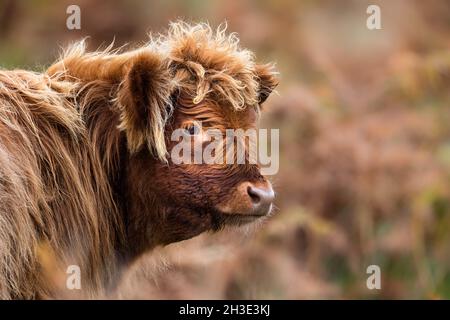 Bovins des Highlands dans les Highlands d'Écosse. Banque D'Images