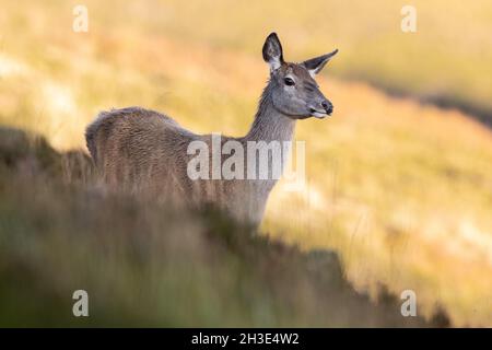 L'arrière-cerf rouge se trouvait sur le flanc de la colline avec une lumière dorée en arrière-plan, Scottish Highlands. Banque D'Images