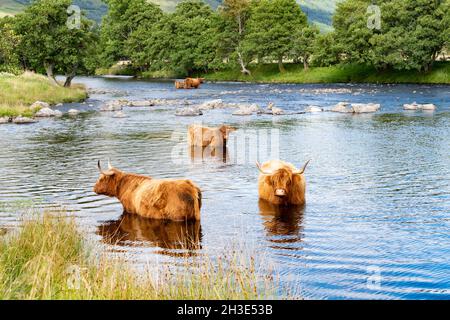 Highland Cattle debout dans la rivière - Glen Lyon, Écosse, Royaume-Uni Banque D'Images