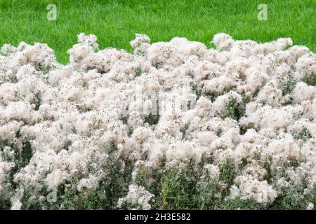 Thistledown - chardon Seed Heads, Écosse, Royaume-Uni Banque D'Images