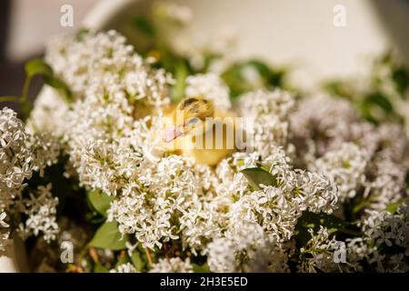 Canal jaune dans les fleurs de lilas blanc Banque D'Images