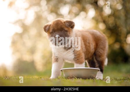 Un chiot Akita américain à côté de son bol alimentaire Banque D'Images