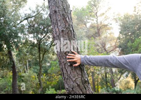 Petit voyageur sans visage dans des vêtements décontractés touchant le tronc de l'arbre lors d'une randonnée en forêt le jour ensoleillé Banque D'Images