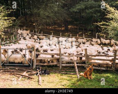 Chiens attentifs assis sur un sol herbacé près d'une clôture en bois et garde le troupeau de moutons dans la campagne Banque D'Images