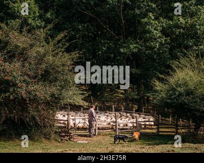 Vue latérale d'un berger masculin méconnaissable se tenant près d'une clôture en bois avec troupeau de moutons dans la campagne avec des arbres verts luxuriants par beau temps Banque D'Images