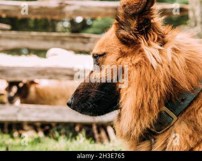 Adorable berger basque moelleux, situé près d'une clôture en bois et regardant loin avec attention dans le camping de soin des moutons Banque D'Images