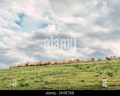 Troupeau de moutons moelleux pâturage herbe sur la prairie située dans la campagne montagneuse pittoresque en Espagne Banque D'Images