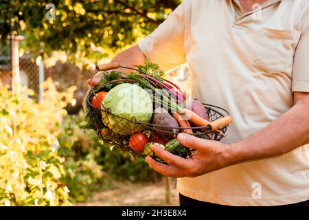 L'homme âgé tient dans ses mains un panier de légumes frais.Il se tient sur l'arrière-plan du jardin || approbation du modèle disponible Banque D'Images