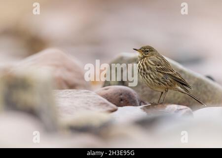 Rock Pipit serching pour la nourriture dans les rochers le long de la côte. Banque D'Images