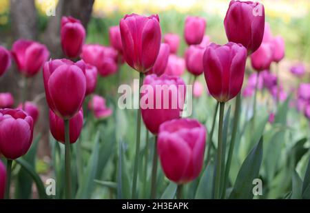 Jolis tulipes roses au printemps au parc botanique d'Araluen à Perth, en Australie occidentale Banque D'Images