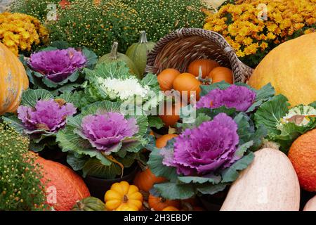 Une exposition de choux ornementaux, de mamans chrysanthemum et de cucurbita en automne. Banque D'Images