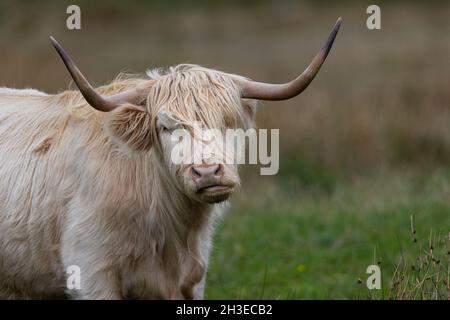 Bovins des Highlands dans les Highlands d'Écosse. Banque D'Images