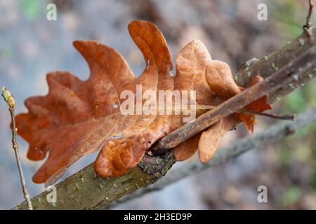 Une feuille jaune tombée d'un arbre coincée dans une branche sur le fond de la forêt.Feuille jaune en gros plan dans un environnement naturel.Belle forêt Banque D'Images