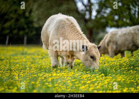 Gros plan des taureaux de bœuf, des vaches et des veaux paissant sur l'herbe dans un champ, en Australie. Les races de bétail incluent le parc de moucheches, murray Gray, angus, BRA Banque D'Images