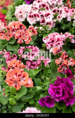 Fleur de géranium de pélargonium, fleur d'orange blanche rose dans un pot, photographie verticale.Gros plan de plusieurs pots de pélargonium Banque D'Images