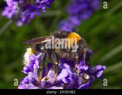 Abeille bumble de coucou du sud Bombus vestalis, se nourrissant de lavande Banque D'Images