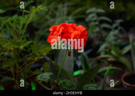 Fleurs de géranium rouge dans le jardin.Pélargonium brillant Banque D'Images