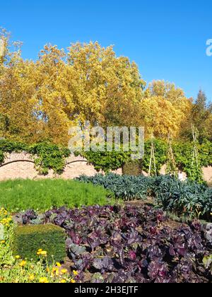 Jardin potager agréable et soigné en automne Banque D'Images