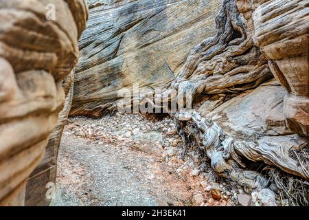 Une randonnée à travers Lick Wash, un lointain canyon affluent de Upper Buckskin Gulch dans l'Utah près de Kanab. Banque D'Images