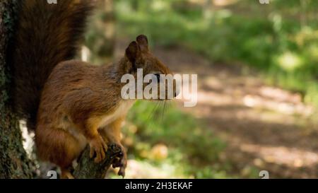 Un écureuil moelleux se trouve sur un arbre et regarde autour.À la recherche d'un régal.Russie, Arkhangelsk. Banque D'Images