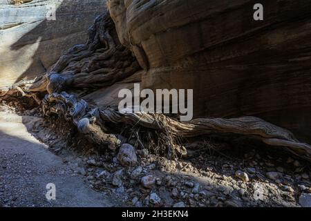 Une randonnée à travers Lick Wash, un lointain canyon affluent de Upper Buckskin Gulch dans l'Utah près de Kanab. Banque D'Images