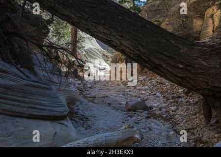 Une randonnée à travers Lick Wash, un lointain canyon affluent de Upper Buckskin Gulch dans l'Utah près de Kanab. Banque D'Images