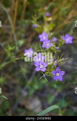 Legousia spéculum vénéris fleurs violettes Banque D'Images