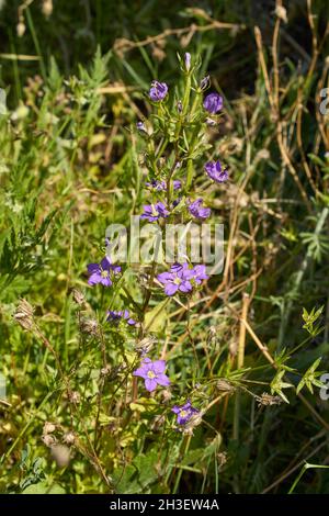 Legousia spéculum vénéris fleurs violettes Banque D'Images