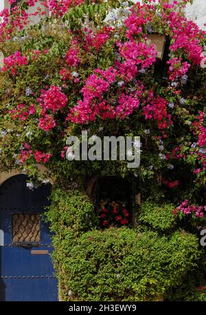 Bougainvillea plante contre mur avec porte et fenêtre bleues dans la petite ville du sud de l'Espagne. Banque D'Images