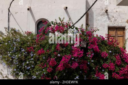 Bougainvillea plante contre mur avec des fenêtres dans la petite ville du sud de l'Espagne. Banque D'Images