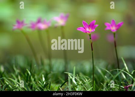 Fleur de lys rosé qui fleurit sur la pelouse dans le jardin Banque D'Images