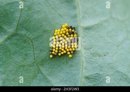 Des œufs de papillon blanc de chou sur une feuille de chou-rave.Œufs d'insectes jaunes en gros plan.Parasites dans la zone végétale. Banque D'Images